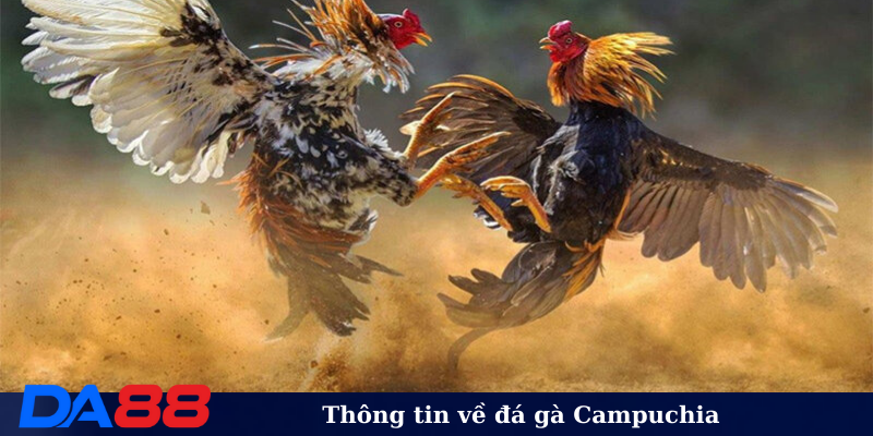 Thông tin về đá gà Campuchia