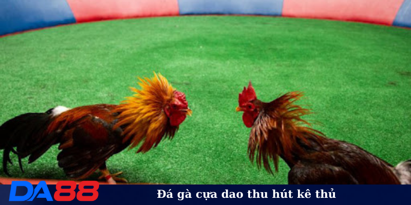 Đá gà cựa dao thu hút kê thủ