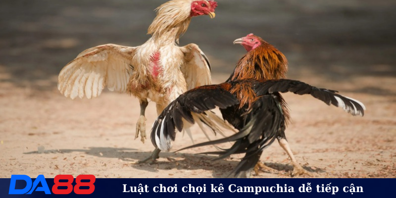 Luật chơi chọi kê Campuchia dễ tiếp cận