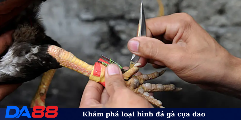 Khám phá loại hình đá gà cựa dao