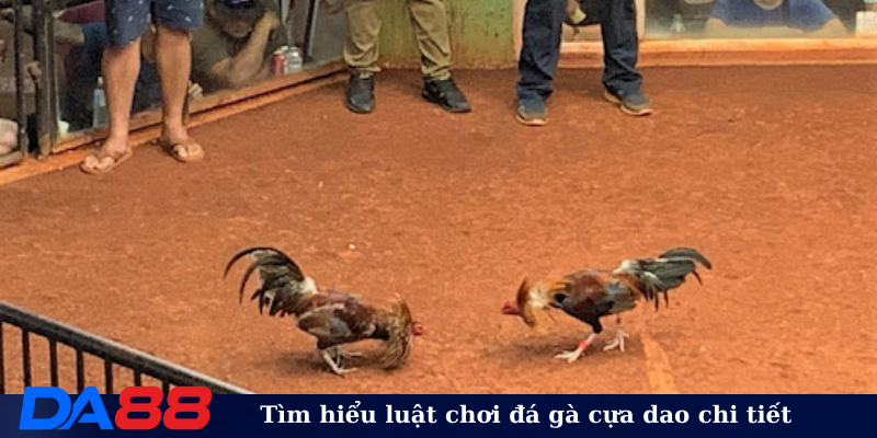 Tìm hiểu luật chơi đá gà cựa dao chi tiết