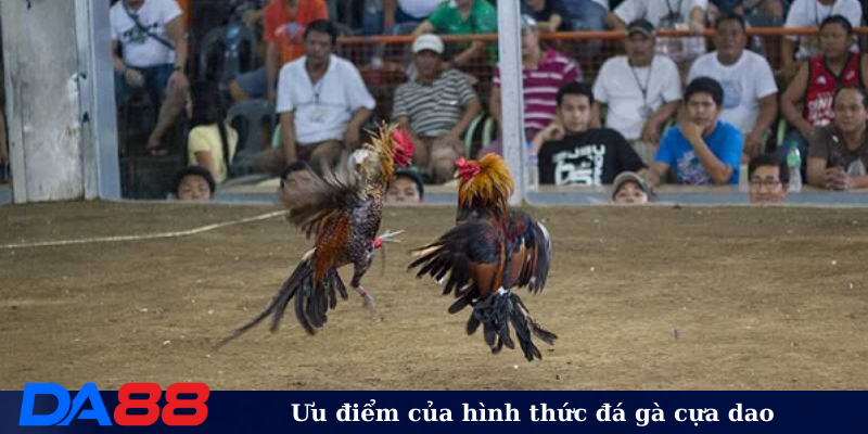 Ưu điểm của hình thức đá gà cựa dao
