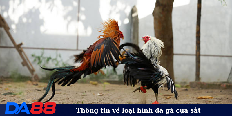 Thông tin về loại hình đá gà cựa sắt