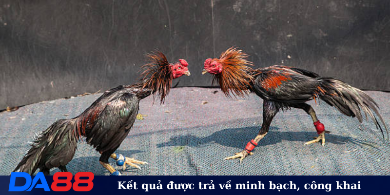 Kết quả được trả về minh bạch, công khai