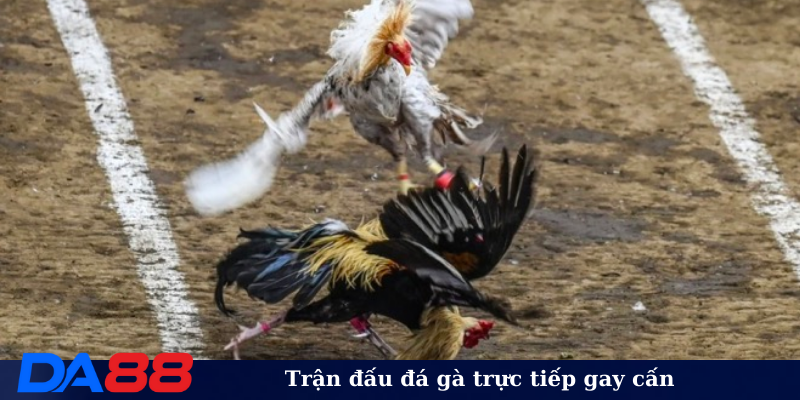 Trận đấu đá gà trực tiếp gay cấn