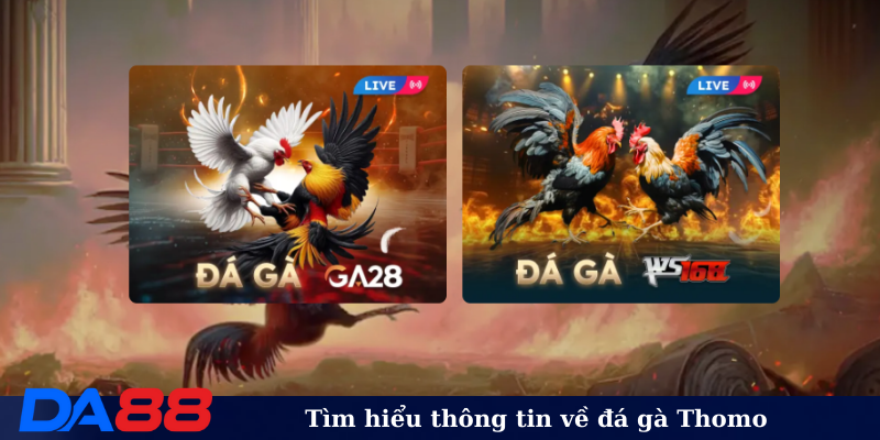 Tìm hiểu thông tin về đá gà Thomo
