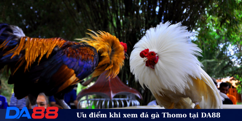 Ưu điểm khi xem đá gà Thomo tại DA88