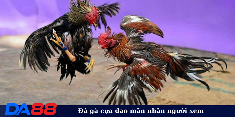 Đá gà cựa dao mãn nhãn người xem