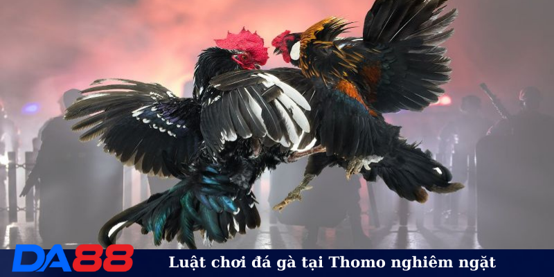 Luật chơi đá gà tại Thomo nghiêm ngặt